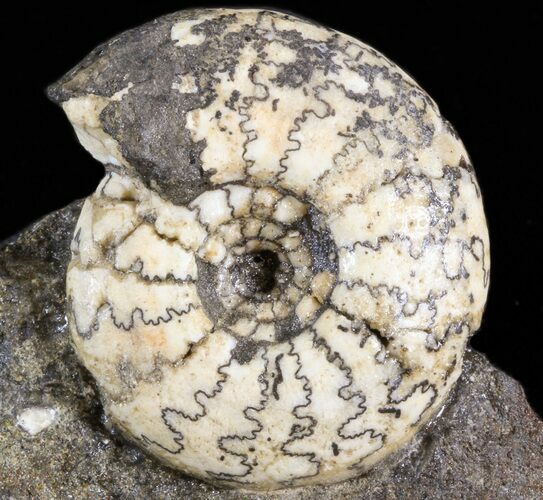 Craspedites Ammonite Fossil - Russia #41510